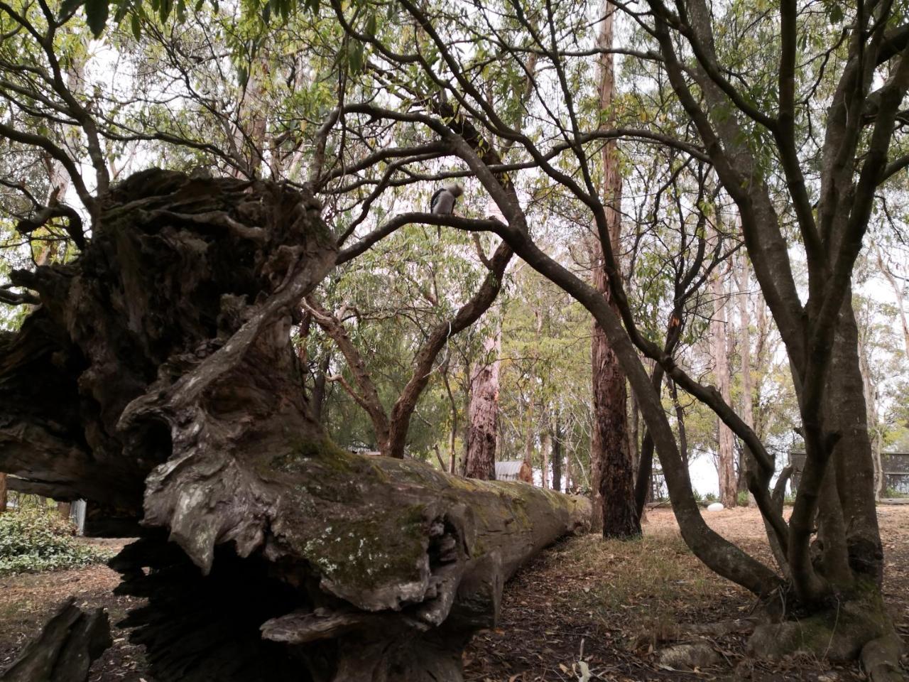 Kalimna Woods Cottages Lakes Entrance Ngoại thất bức ảnh